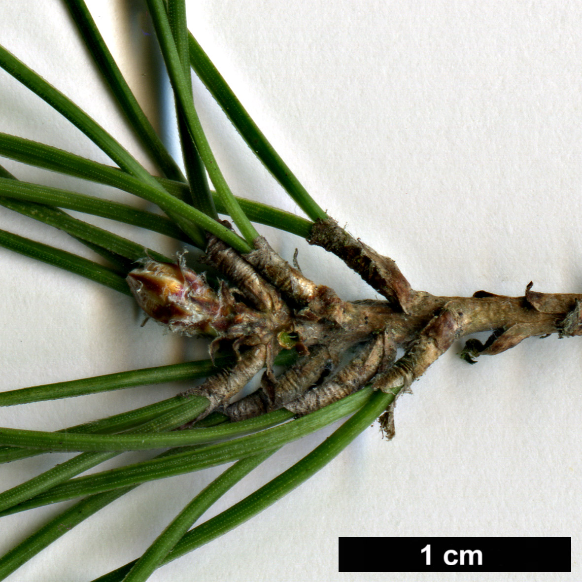 High resolution image: Family: Pinaceae - Genus: Pinus - Taxon: brutia - SpeciesSub: var. pityusa